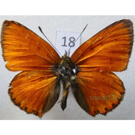 Lycaena virgaureae (Linnaeus, 1758) male Czerwończyk dukacik Czech18